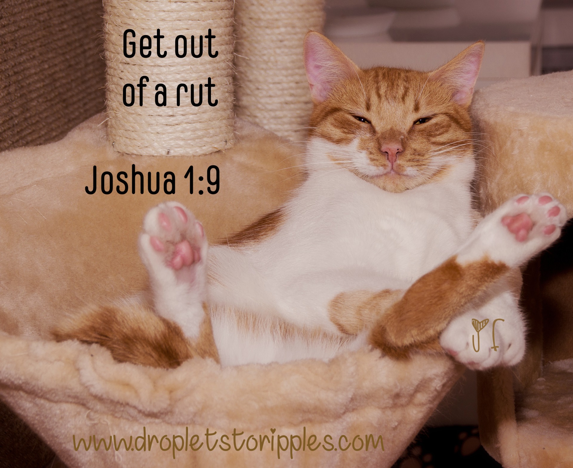 dtr_in a rut_1.13.19